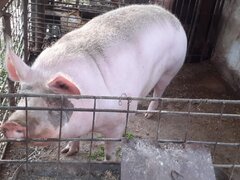 Vand purcea 300-350 de kg